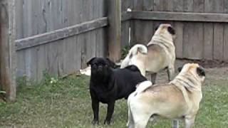 Pugs Barking At Nothing [upl. by Ziom170]