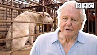 David Attenborough’s warning are humans responsible for pandemics  Extinction The Facts  BBC [upl. by Wager]