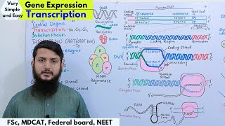 Transcription  Gene Expression  Part 2 bio  Fsc federal board mdcatneet lecture [upl. by Dreddy239]