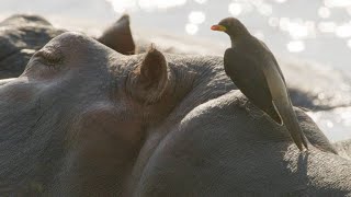 Oxpeckers Take Advantage of Their Hippo Hosts [upl. by Amrita]