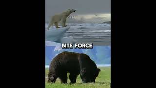 Polar Bear VS Grizzly Bear edit 🔥shorts bears [upl. by Tenenbaum136]