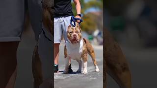 PITBULL 🆚 DOGO ARGENTINO 💥🤼💥shorts dog pitbull americanbully dogfights doglover facts pet [upl. by Konikow]