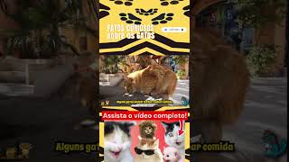 Curiosidades sobre os gatos Parte 4 gato gatos gatinhos gatosengraçados gatosfofinhos animal [upl. by Moht]