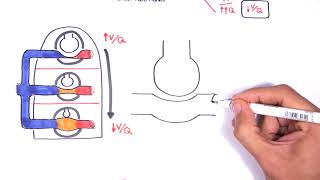 Respiratory System Physiology  Ventilation and Perfusion VQ Ratio Physiology [upl. by Esyned]