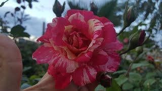 Tocade MEIpaga  Meilland 1999  rose  rosa  rosier [upl. by Aryamo]