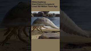 Hibbertopterus scouleri prehistoricearth eurypterids [upl. by O'Conner]