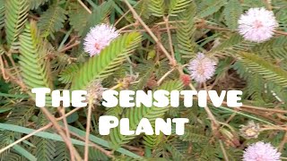 The Sensitive plant touch me not Mimosa pudica [upl. by Aslin]