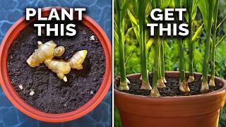 How to Grow Ginger in Containers And Get a Huge Harvest [upl. by Frantz]