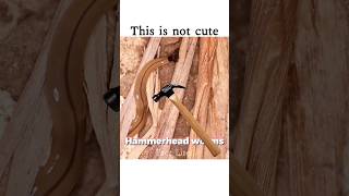 Shocking Hammerhead Worm Facts 🪱shorts [upl. by Valery]