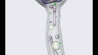 Candida albicans hyphal phenotype [upl. by Eitsirk]