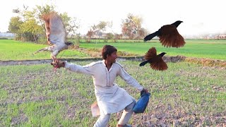 Super hunting of pheasants  Goshawk attack Eagle hunting Sr 24  Raptors Today [upl. by Kinson]