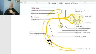 Anatomy for applied medical scienceRespiratory Department 1 Intercostal nerves by DrWahdan [upl. by Anirbys]