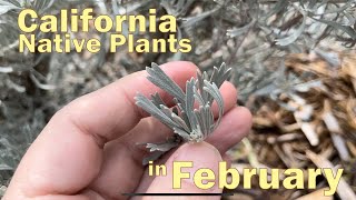 California Native Plants Waking Up in February Native Garden Winter Update  its Almost Spring [upl. by Otrebtuc738]