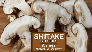 Shiitake Mushroom The Gourmet and Medicinal Variety [upl. by Naharba885]