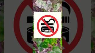 TMV🌱🌿🍆🍆🦠Tobacco mosaic virus brinjal plant symptoms and management [upl. by Bodrogi493]