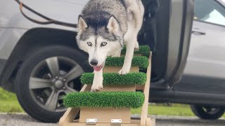 NTR Wooden Dog Stairs  Unboxing amp Review [upl. by Abehsile691]