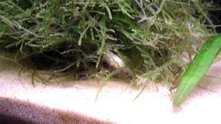 Corydoras habrosus placing eggs [upl. by Soo]