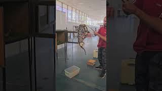 Преместване на Bitis gabonica в транспортна кутия snake reptiles bigsnake animals bulgaria [upl. by Trainor]