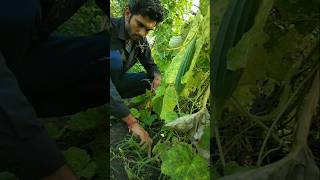 How much grass grew around the ridge gourd plants nature ridgegourd shorts [upl. by Zackariah]