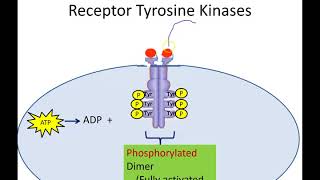 Receptor Tyrosine Kinases Newer Version [upl. by Eenor746]