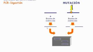 Detección de mutaciones por PCRdigestión [upl. by Netsrik574]