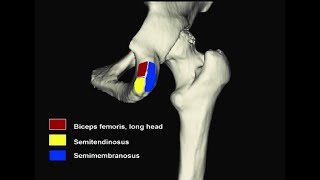 Ligaments and muscles that attach on the ischial tuberosity [upl. by Nilson]