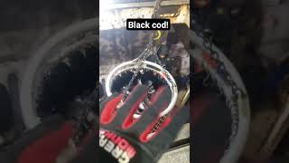 Black Codoff the boat fresh fishalaska shortvideo fishing shorts subscribe [upl. by Celin526]