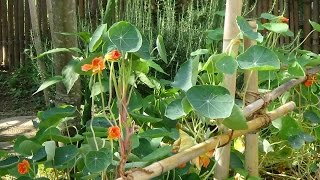 ナスタチウムの夏を乗り切る工夫Nasturtium～自然のハーバルライフ～HERBJapanese Herb Garden Gardening [upl. by Argyle910]