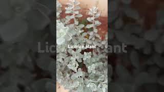 Helichrysum petiolare plantInsect repellent silver foliage plant of draught tolerantdusty miller [upl. by Ecinev]