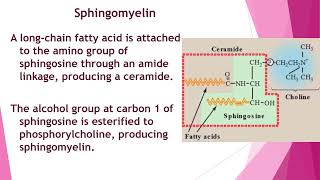 Metabolism of Lipids amp Fatty Acids  2nd Year MBBS  Lecture 09 [upl. by Ivor]