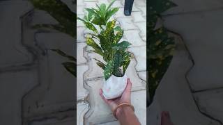 Croton plant care tips gardening croton plants [upl. by Tonneson80]