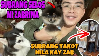 SUBRANG SELOS NI ZABRINA SA DALA KONG DOG BUMISITA SILA SA NEW HOUSE [upl. by Haseefan719]