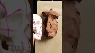 Anterior Nasal Spine Anatomy For Sculptors clay [upl. by Ailey]