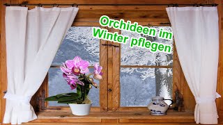 Orchideen pflegen im Winter  Gießen Düngen Standort Temperatur  Orchideen überwintern [upl. by Korfonta997]