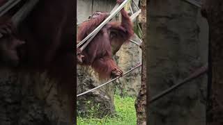 紅毛猩猩Bornean OrangutanTaipei Zoo [upl. by Ahseal]