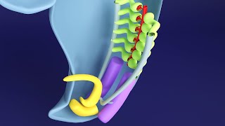 3D Kidney Embryology Part 1 Intermediate Mesoderm  Urogenital Ridge  Nephrogenic Cord [upl. by Adnama668]