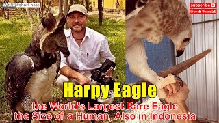 Facts about the Harpy Eagle the Worlds Largest Rare Eagle the Size of a Human Also in Indonesia [upl. by Adey]