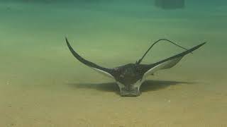 Spotted Eagle Ray Feeding [upl. by Lapointe]