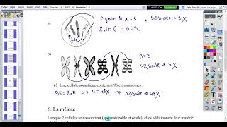 n°23 cellule haploïde et diploïde  synthèse mitose [upl. by Nabois]