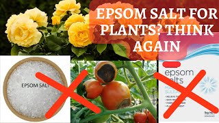 Epsom Salt for plants  Myth [upl. by Rausch]