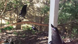 Magpie amp Currawong Duet [upl. by Otiv246]