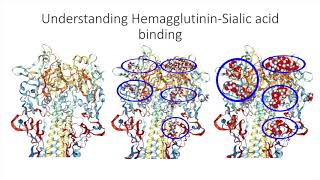 Hemagglutinin [upl. by Bortman]