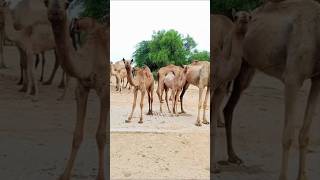 Camels resting now sorts [upl. by Vittoria]