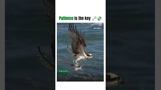 Patience is the key 🔑 shortvideo viralshort hindenburg stockmarket ytshortsindia shortfeed [upl. by Ainyt]