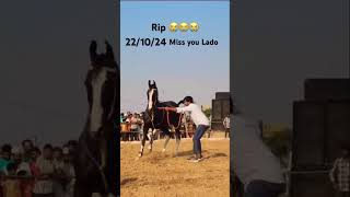 Patwary Manesar 🖤🐎 newvideo king viralvideo viralpost [upl. by Alleon]