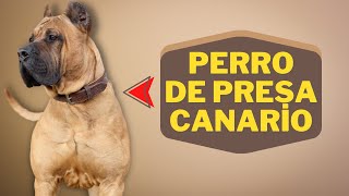 Caractéristiques De La Race De Chien Perro De Presa Canario 🐕 [upl. by Shela]