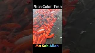 Color Fish 🐠 viralshort fishingvideo ytshorts shortvideo [upl. by Asenab]