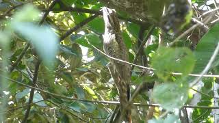 Longtailed Potoo Nyctibius aethereus longicaudatus Tarapoto Peru 1 July 2019 [upl. by Suirauqram]