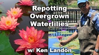 Repotting a Hardy Waterlily With Ken Landon [upl. by Nahtaj7]