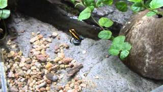 Liściołaz paskowany Phyllobates vittatus [upl. by Peterson]